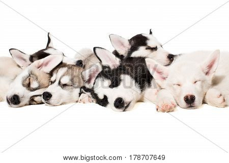 Siberian Husky puppies. Charismatic puppies on a white background. Isolated. Puppies are tired and sleeping