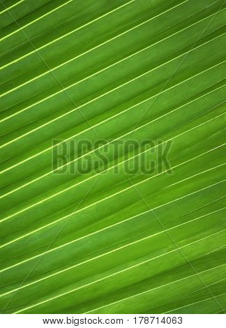Green leaf pattern of plam tree background
