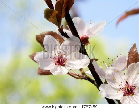 Cherry Blossom