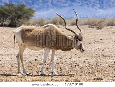 Adult curved horned antelope Addax (Addax nasomaculatus)
 is a wild native species of the Sahara desert.  Nowadays it inhabits nature reserve near Eilat, Israel