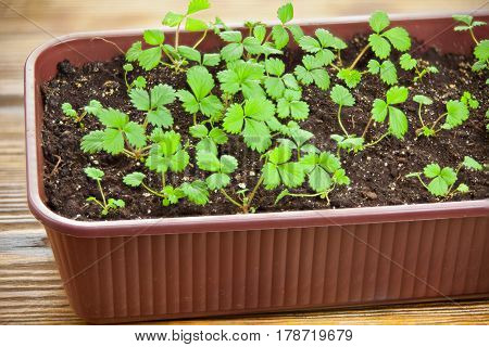 Remontant Strawberry Seedlings In Pot On Table