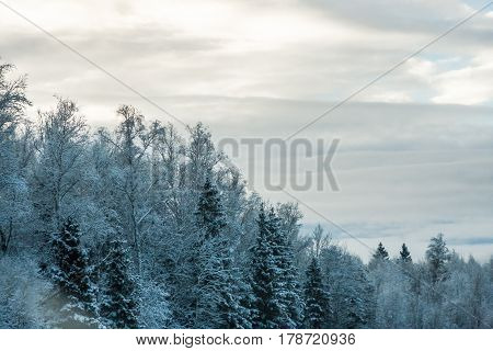 Winter coniferous and birch snowy forest in blue tones Russia