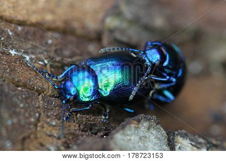 blue beetle bug chafers are having sex