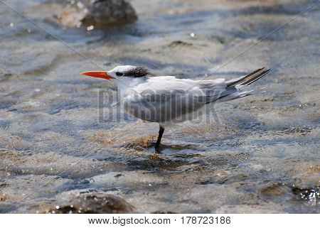 Royal tern bird standing in shallow water with rocks.