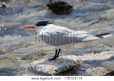 Amazing royal tern bird balanced on a rock in the ocean.