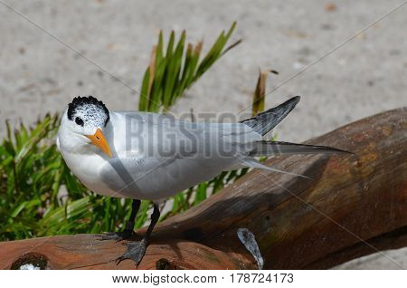 Royal tern bird standing on a fallen log.