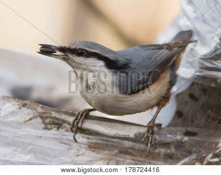 Eurasian or wood nuthatch Sitta europaea close-up portrait at bird feeder with seed in beak selective focus shallow DOF