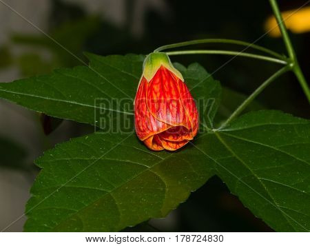 Red flower bud on leaf of abutilon hybrid close-up selective focus. shallow DOF.