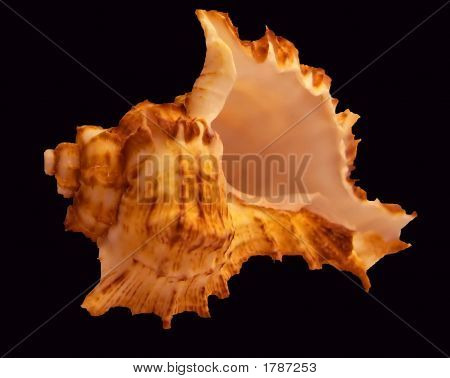 Sea Shell på almindelig baggrund