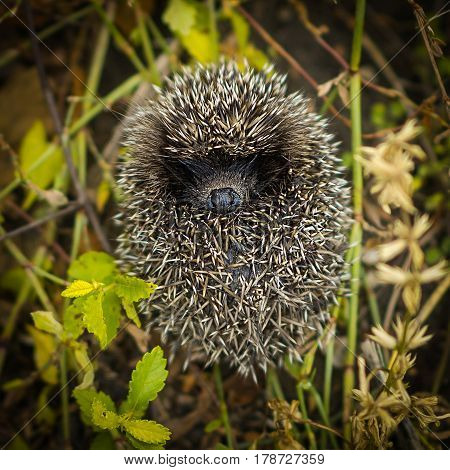A small and cute hedgehog lying on the grass