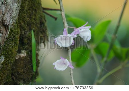 Wild Orchids In Forest Of Thailand