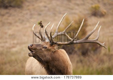 a bull elk bugling in the fall rut