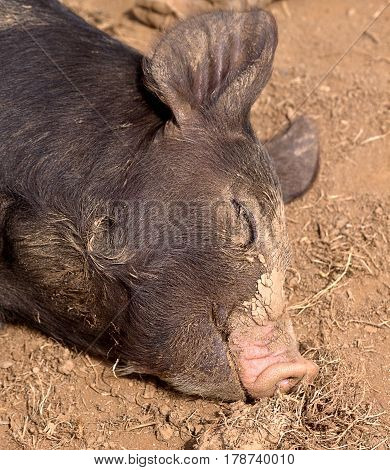 As happy as a pig in muck!