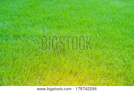 green lawn,backyard for background, Dew on the grass with sunlight in the morning