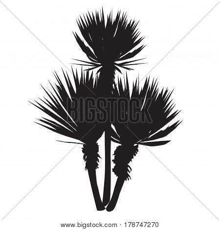Silhouette of a large plant of a yucca (Yucca filamentosa) with three stalks