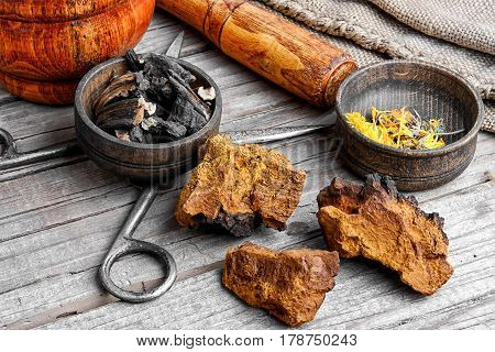 Set Healthy Plant Comfrey And Birch Fungus