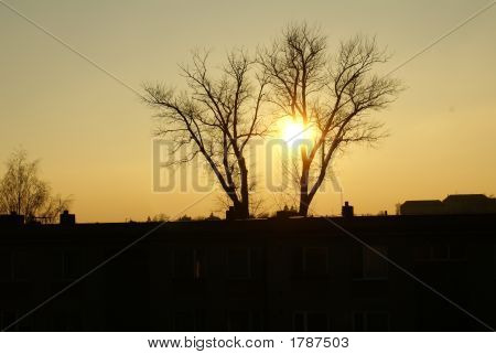 Günbatımı ağaç