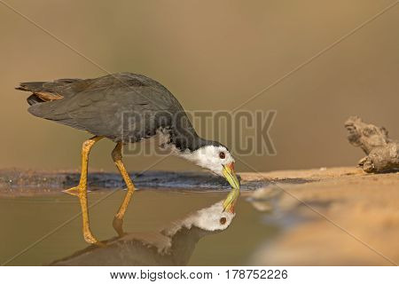 White breasted water hen and reflection in the water