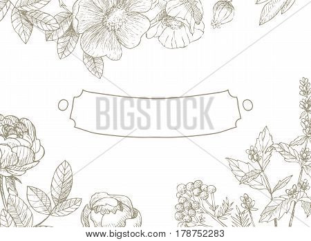 Vector floral frame. Herbs and wild flowers. Botanical Illustration engraving style