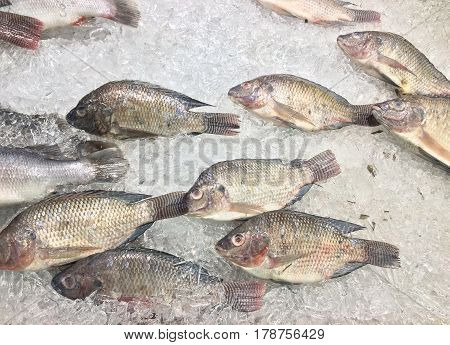 Group of fish Oreochromis nilotica freezing on ice for sell in market