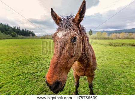 Horse at a Farm in Northern Californa, Color Image