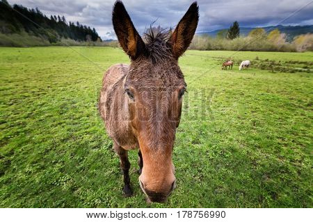 Horse at a Farm in Northern Californa, Color Image