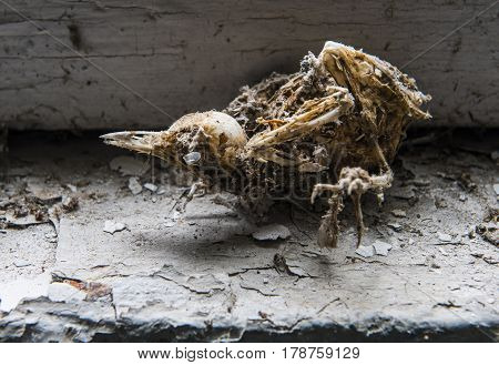 Skeleton of a bird in an abondaned house in Chernobyl in the Exclusion Zone Ukraine.