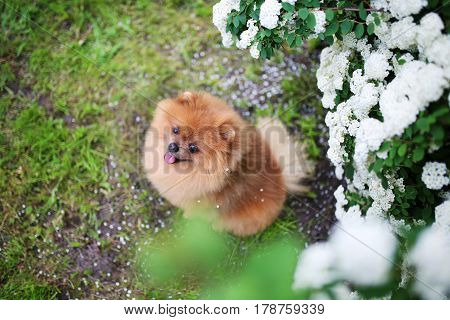 Beautiful dog. Pomeranian dog near blossoming white bush. Pomeranian dog in a park. Adorable dog. Happy dog