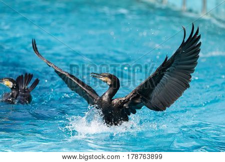 Cormorant Black cormorant playing in water