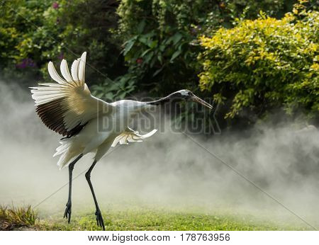 Red-Crowned crane