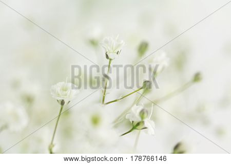 Several in focus Baby's Breath flowers selectively in focus with remainder blurred.