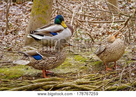 Image of a wild drake with dices on the shore