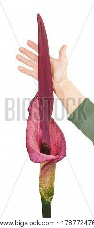 Blooming amorphophallus and hand of a man on a white background