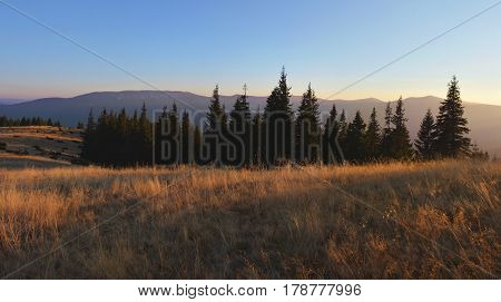 Field Of Dry Wild Grass And Silhouettes Of Fir-trees At Sunset. Beautiful Evening In The Mountains.