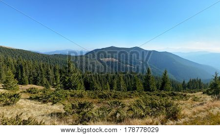 Beautiful Panoramic View Of The Mountain Hill Covered With Conifers In The Morning.