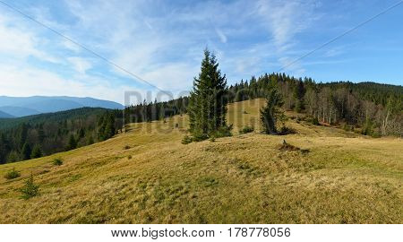 Beautiful Green Glade With Big Fir-tree In The Centre. Conifer Forest On The Background.