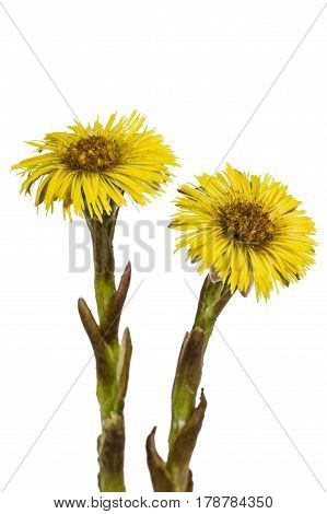 Yellow Flowers Of Coltsfoot, Lat. Tussilago Farfara, Isolated On White Background