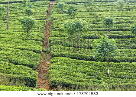Scenic view of tea plantation in mountain region of Sri Lanka