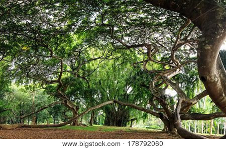Giant weeping fig orFicus benjamina in Royal Botanical Garden in Peradenia, Sri Lanka