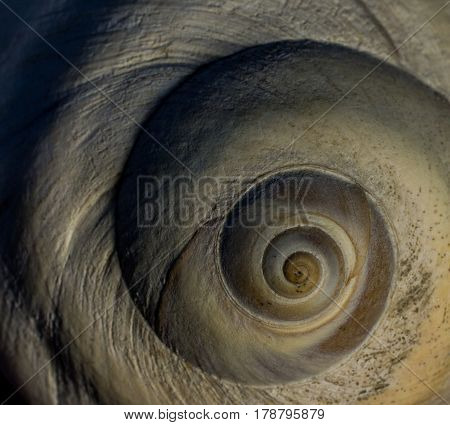 Closeup of a Moon Snail Seashell with a Curving Spiral Center