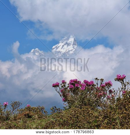 Pink wildflowers and peak of Ama Dablam. Spring scene in the Everest National Park Nepal.