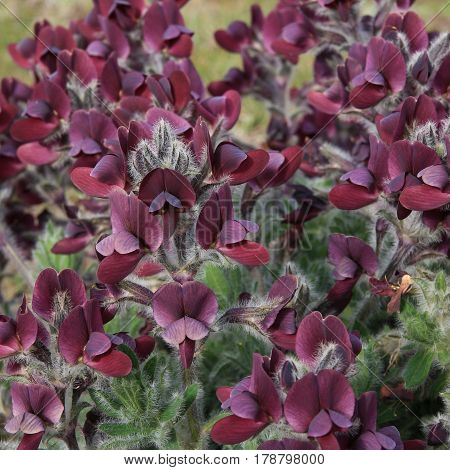 Wine-red Birdsfoot flowers growing in the Everest National Park Nepal.