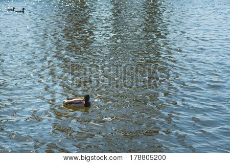 Duck On Pond.