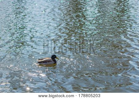 Duck On Pond.