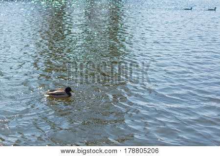 Duck On Pond.