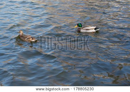 Two Ducks On Pond.