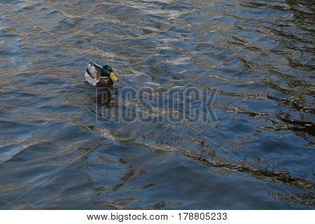 Duck On Pond.