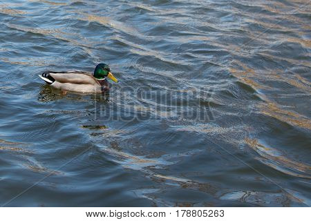 Duck on pond. Spring. Sunlights. Birds on the.water.