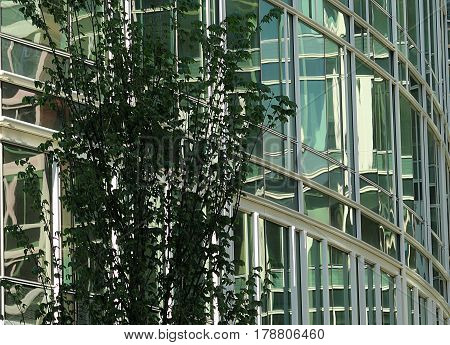 Contemporary glass wall and nature green, reflections