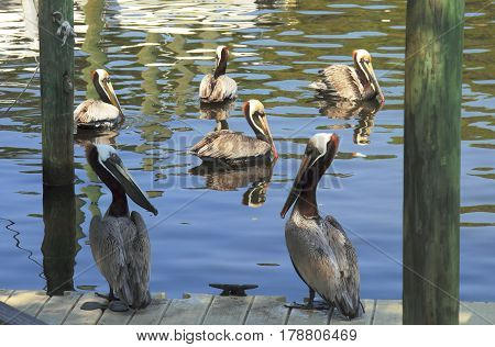 Pelicans. The image was taken in Florida